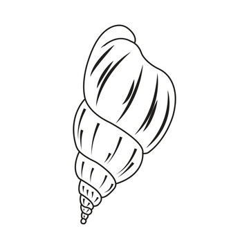 Minimalist line vector illustration of a spiral sea snail shell.
