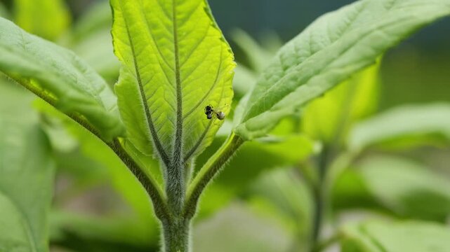 Tiny fly insect resting on a green leaf