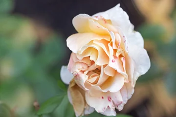 Blooming slightly fading rose of pinkish yellow color © dashabelozerova