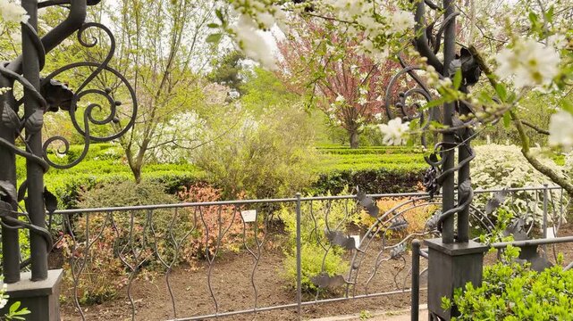 Delicate white spirea blossoms trail beautifully over a decorative wrought iron gate. This charming scene fills the garden with a peaceful, nostalgic, and deeply romantic feeling.