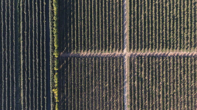 Aerial view of rows of apple trees in an orchard with geometric patterns and dirt paths in Portugal.