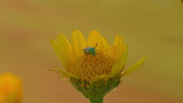 chinche de espaldas rota en una flor amarilla