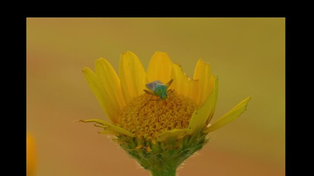 chinche de espaldas rota en una flor amarilla