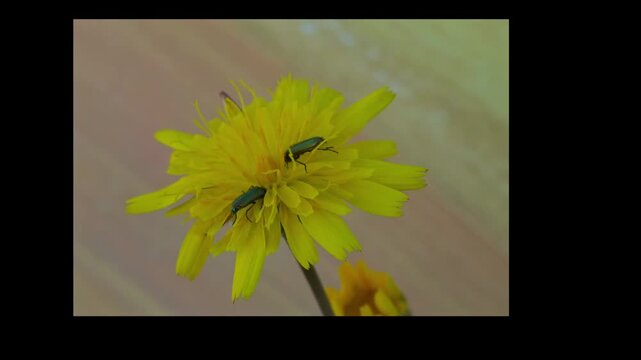 escarabajos en una flor