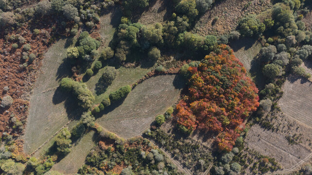 Aerial view of a pocket of chestnut trees displaying vibrant autumn colors in the middle of a rural landscape in Portugal.