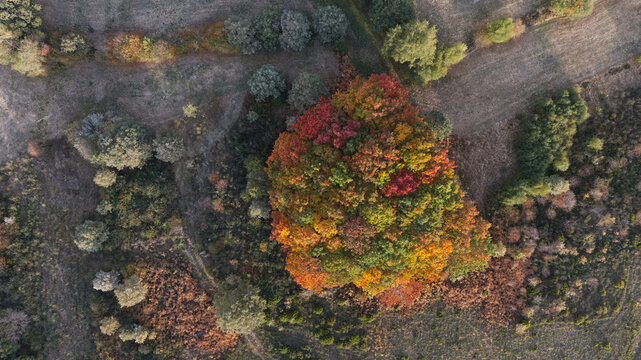 Aerial view of a vibrant cluster of chestnut trees displaying autumn foliage with shades of red, orange, and yellow in the middle of a rural landscape in Portugal.