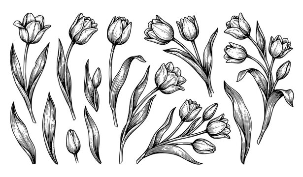 Hand Drawn Vintage Tulip Branch Botanical Vector Illustration