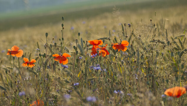 Leuchtend rote Mohnblumen und blaue Kornblumen auf einem Getreidefeld im warmen Sommerlicht