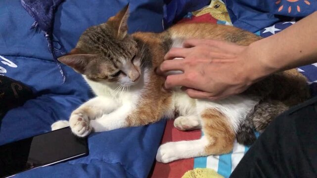 A person's hand gently petting a calico cat lying on a blue blanket with a colorful pillow.