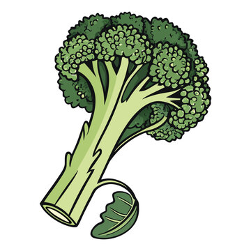 Farm fresh broccoli vegetable vector design for grocery store advertisement and healthy eating campaign