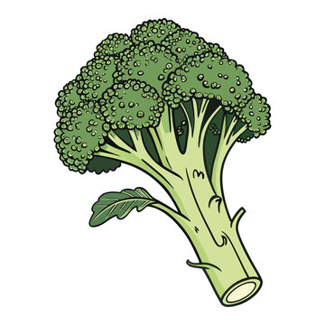 Organic broccoli vegetable clipart isolated with realistic green texture for agriculture themed projects