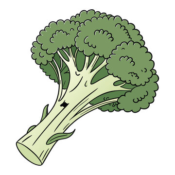Fresh natural broccoli vegetable vector illustration perfect for restaurant menu and healthy food branding