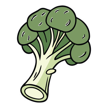Green broccoli vegetable realistic vector artwork for agriculture farming and organic produce design