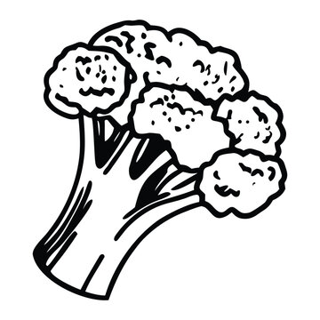 Fresh broccoli vegetable realistic vector outline image