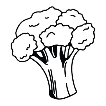 Hand drawn broccoli vegetable illustration with vibrant green colors for organic food packaging design