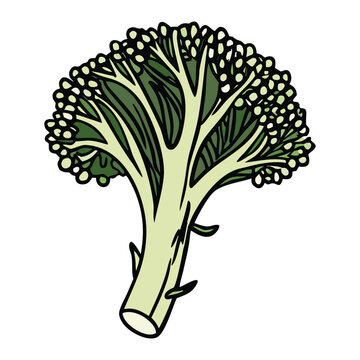 Organic broccoli fresh farm vegetable vector design isolated for grocery and natural food branding