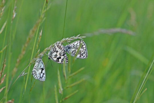 Drei Schachbrettfalter (Melanargia galathea) auf Grashalm