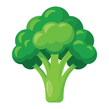 Detailed broccoli vegetable illustration with realistic texture for healthy eating and nutrition concept