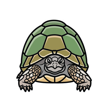 Colorful turtle facing forward slowly 1.