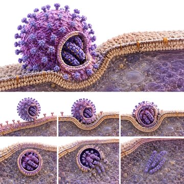 Hantavirus Cell Entry Sequence Multi Panel 3D Medical Illustration