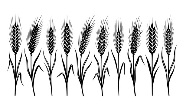 ​Wheat ears and stalks black silhouettes vector seamless border pattern isolated on a plain white background agriculture