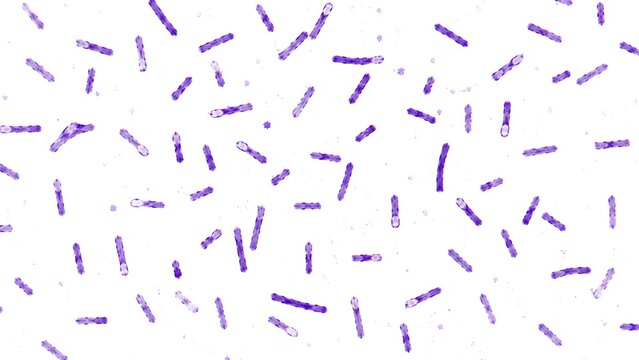 Clostridium Tetani Gram Stain Microscopic Medical Illustration