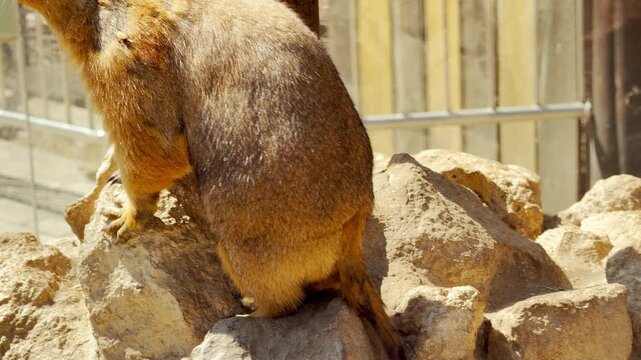A marmot sits upright on a rock, tilting its head to monitor its surroundings. Its movement creates a faint, dry scratch of claws on stone. In the distance, the ambient hum of zoo visitors