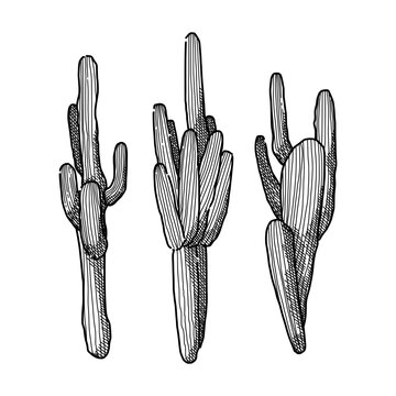 Hand drawn sketch of three cactus plant  with a simple line art style in vector file 