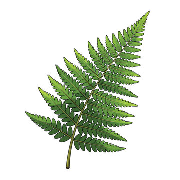 Green Fern Leaf Close Up 2.