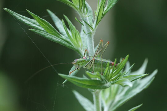 Side view of a green bush cricket on wild plant with soft background