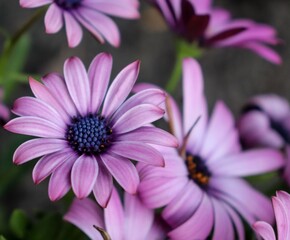 Fototapeta premium Beautiful close-up of vibrant pink daisies in full bloom, highlighting delicate petals, vivid colors, and intricate floral details.