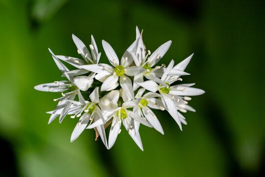 Ramson Allium ursinum blossoms in Swedish forest