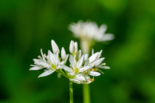 Ramson Allium ursinum blossoms in Swedish forest
