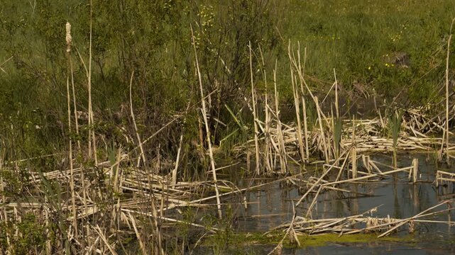 A swampy area with dry cattails and reeds.