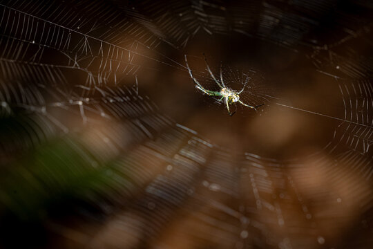 Orchard Orbweaver 