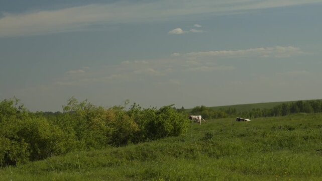 Beautiful landscape with bushes and cows. A summer rural landscape.