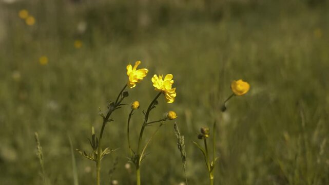 A yellow wildflower sways in the wind in a close-up field.