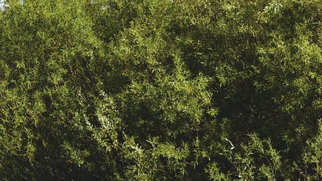 The texture of willow leaves in slow motion sways in the wind, filling the entire frame.