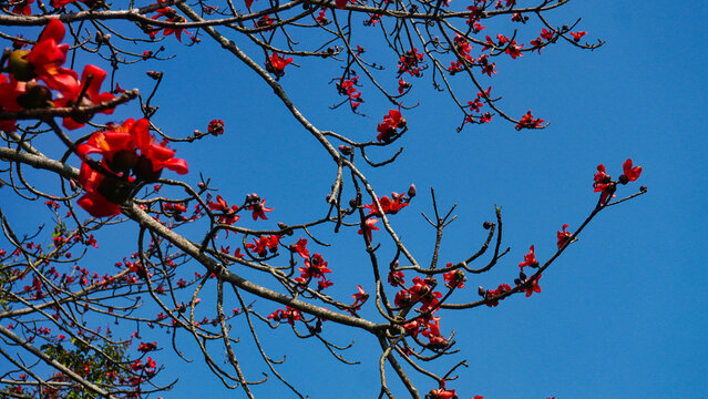 Red silk cotton tree
