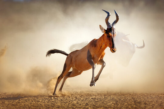 Dynamic action shot of a hartebeest galloping across arid african plains with dusty atmospheric effect