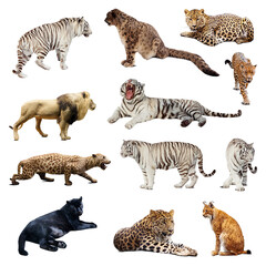 Collection of various wild cats and predators isolated on white background with big cats predators wildlife ©  SobuzForge