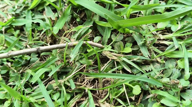 Oecophylla smaragdina or queen green ant. Its common name is&nbsp;Asian weaver ant,&nbsp;weaver ant,&nbsp;green ant,&nbsp;green tree ant and&nbsp;orange gaster.  Queen ant or gyne is an adult, reproducing female ant.