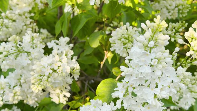 White lilac clusters sway gently in a garden, accompanied by the bright, rhythmic chirping of songbirds. In the distance, the low, steady drone of city traffic creates a soft, industrial hum