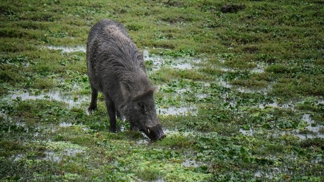 wild boar in the wild