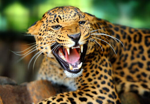 Close-up of an aggressive leopard showing sharp fangs and growling with predator wildlife portrait close-up