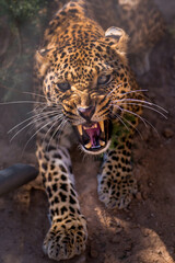 Fototapeta premium Aggressive leopard growling with mouth open showing sharp teeth big cat aggressive predator wildlife