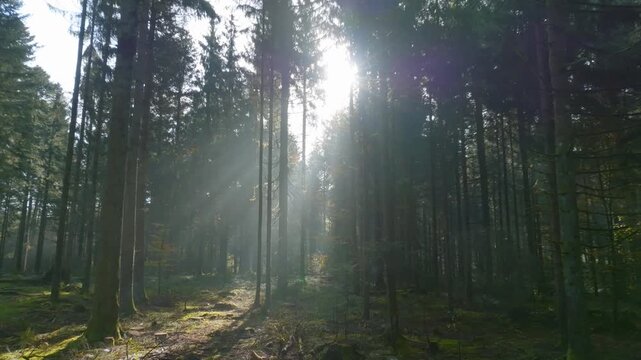 Mystische und cinematische Drohnenaufnahmen eines Waldes mit hohen B&auml;umen, Sonnenstrahlen, Lichtnebel, moosigem Waldboden und ruhiger Naturstimmung in atmosph&auml;rischer Waldlandschaft