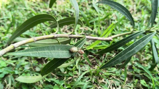 Oecophylla smaragdina or queen green ant. Its common name is&nbsp;Asian weaver ant,&nbsp;weaver ant,&nbsp;green ant,&nbsp;green tree ant and&nbsp;orange gaster.  Queen ant or gyne is an adult, reproducing female ant.