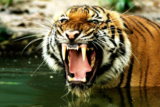 Aggressive tiger roaring in water with mouth wide open big cat predator wildlife aggressive ferocious