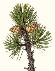 Fototapeta premium Twisted bristlecone pine needles and distinctive cones with bristly scales isolated on white background, ancient high-altitude conifer detail